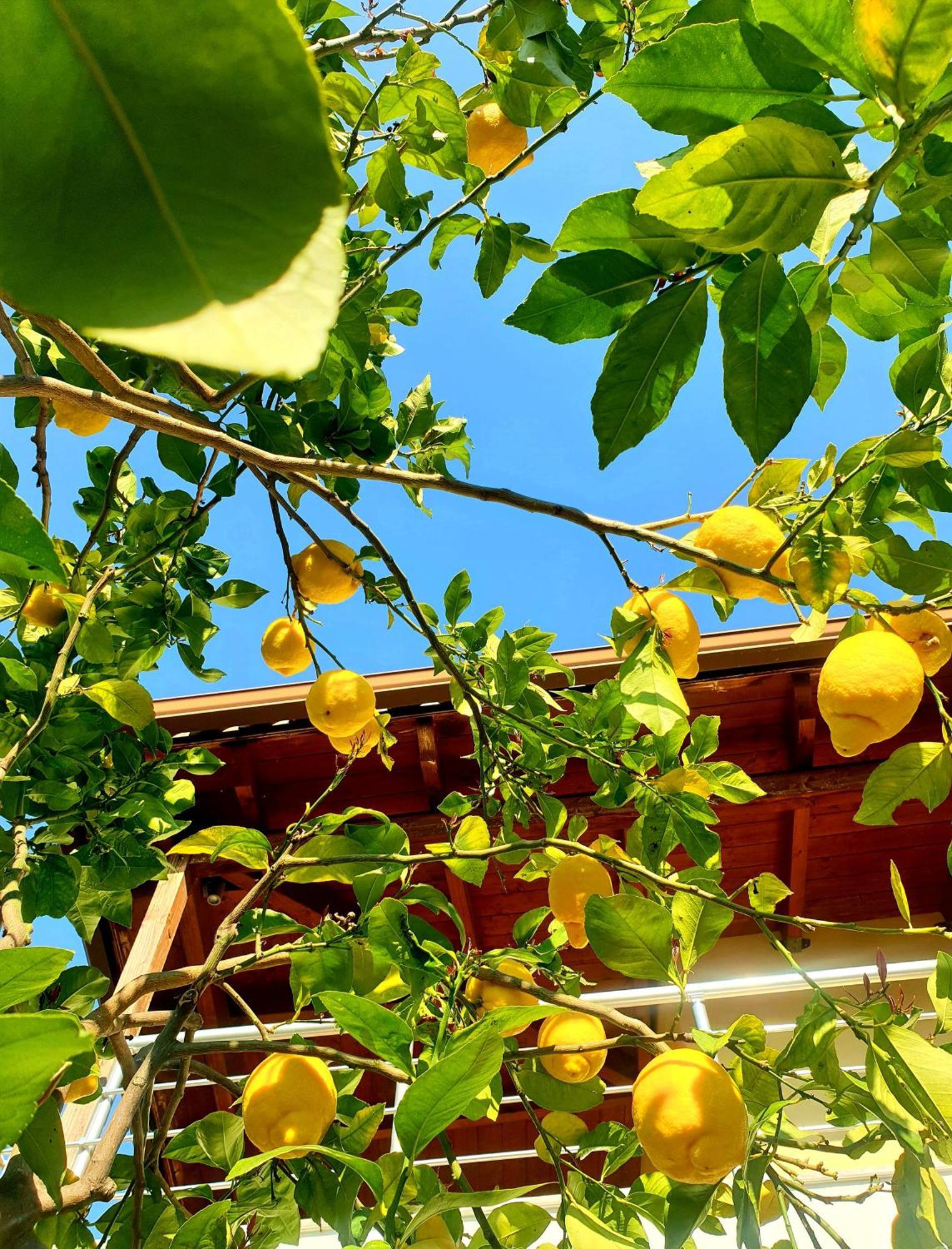 Philoxenia Guest House Χειμάρρα Εξωτερικό φωτογραφία