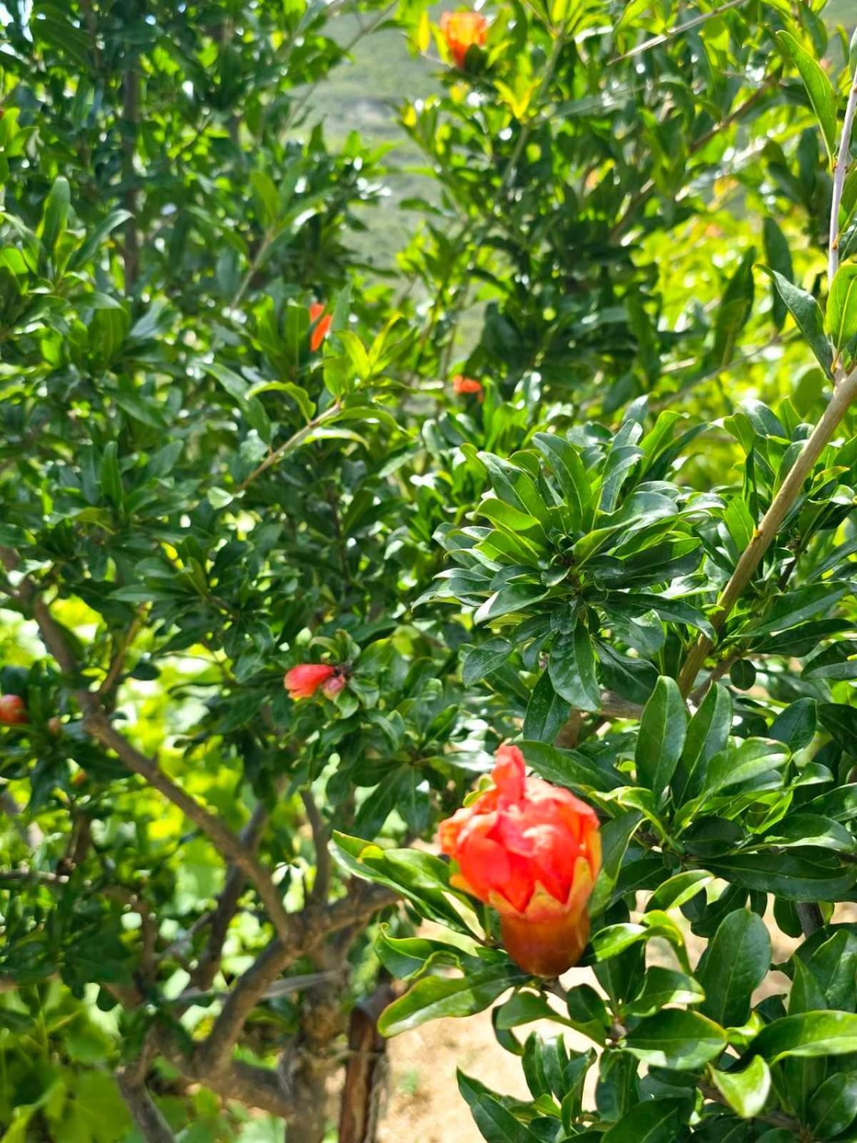 Philoxenia Guest House Χειμάρρα Εξωτερικό φωτογραφία